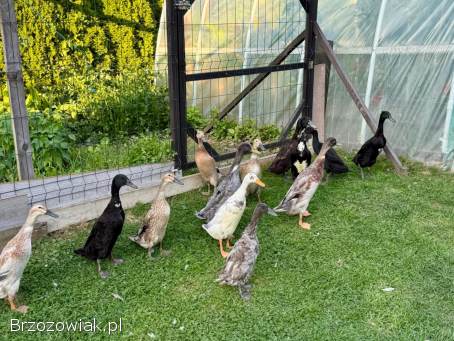 Kaczki Biegus Indyjski Biegusy Kaczory Pary