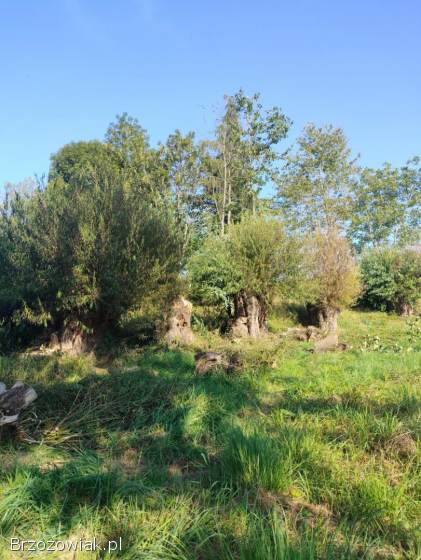 Oddam Wierzbę za uprzątnięcie