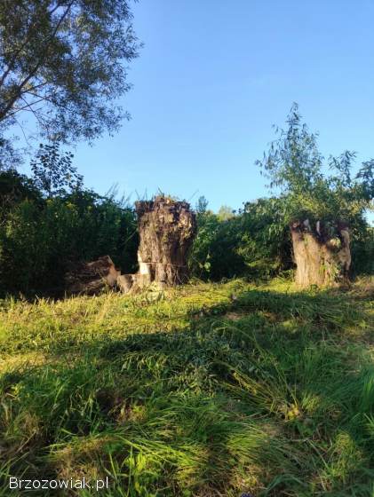 Oddam Wierzbę za uprzątnięcie