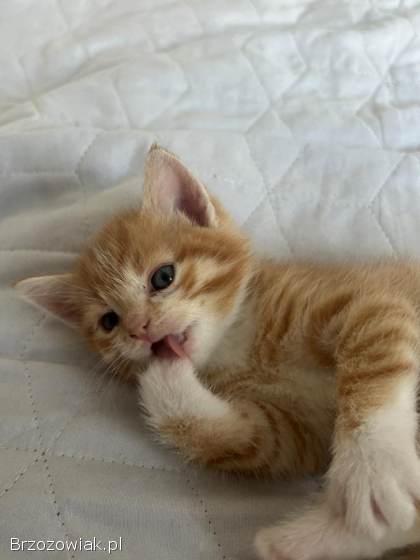 Oddam kota w dobre ręce