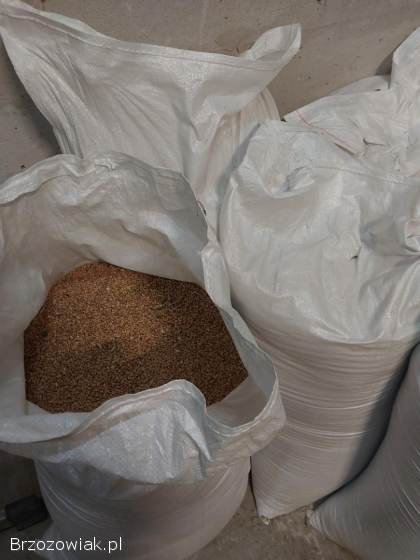 Sprzedam pszenica ozima prosto z kombajnu