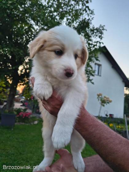 Border collie pies i sunia