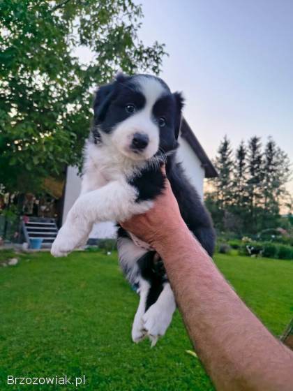 Border collie pies i sunia