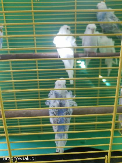 Papugi Faliste Helikoptery