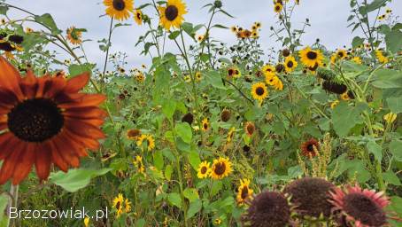 KWIATY SŁONECZNIKA