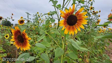 KWIATY SŁONECZNIKA