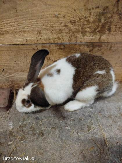 Króliki samiec