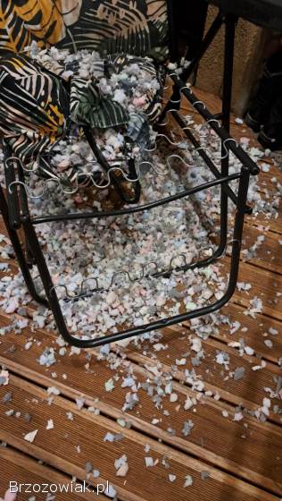 Foksterier krótkowłosy