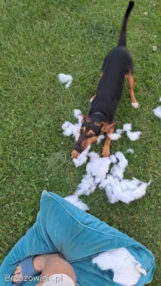 Foksterier krótkowłosy