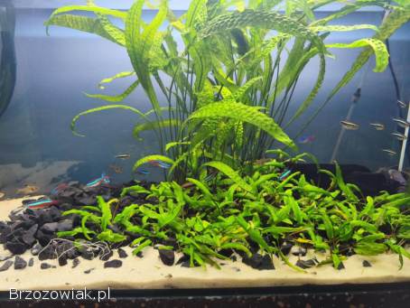 Sprzedam akwarium z filtrem,  roślinami i obsadą rybek