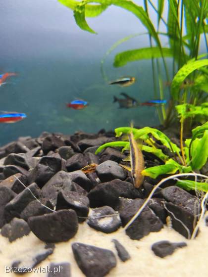 Sprzedam akwarium z filtrem,  roślinami i obsadą rybek