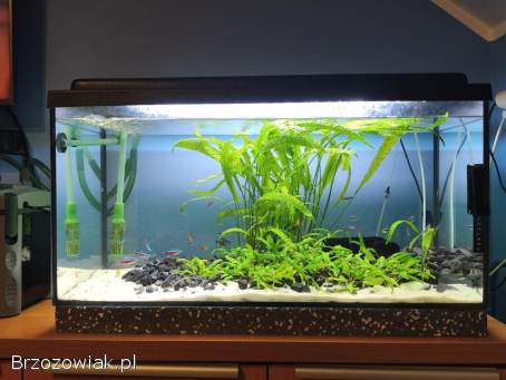 Sprzedam akwarium z filtrem,  roślinami i obsadą rybek