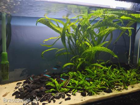 Sprzedam akwarium z filtrem,  roślinami i obsadą rybek