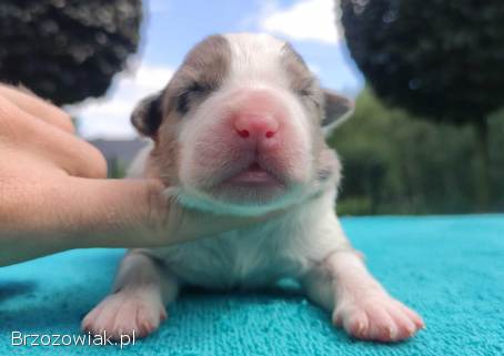 Piękny szczeniak BORDER COLLIE z Hodowli -  Rasowy pies z pełną dok.