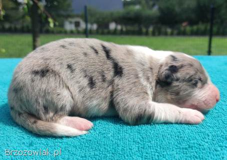 Piękny szczeniak BORDER COLLIE z Hodowli -  Rasowy pies z pełną dok.