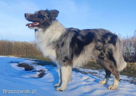 Piękny szczeniak BORDER COLLIE z Hodowli -  Rasowy pies z pełną dok.