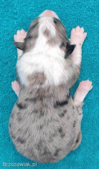 Piękny szczeniak BORDER COLLIE z Hodowli -  Rasowy pies z pełną dok.