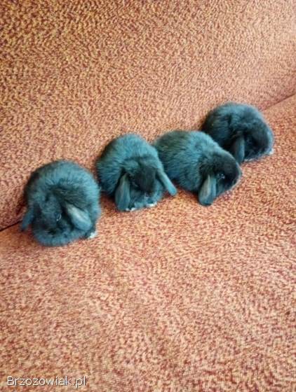 Mini lop-królik miniaturka
