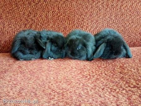 Mini lop-królik miniaturka