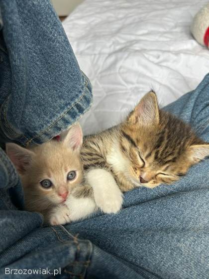 Oddam 3 małe kotki w dobre ręce