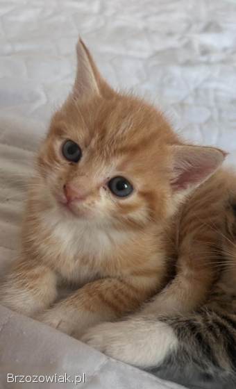 Oddam 3 małe kotki w dobre ręce