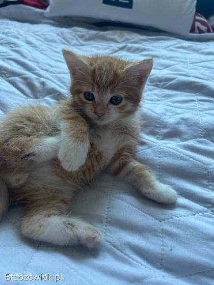 Oddam 3 małe kotki w dobre ręce