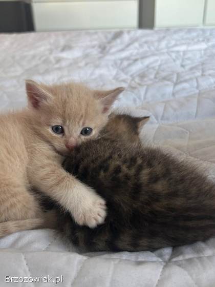 Oddam 3 małe kotki w dobre ręce
