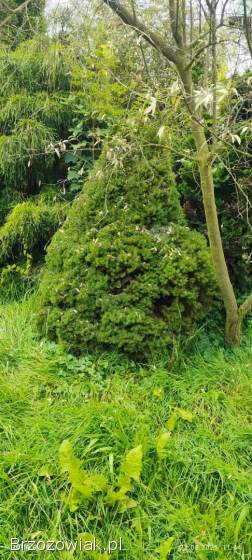 Świerk Konica 2 metry