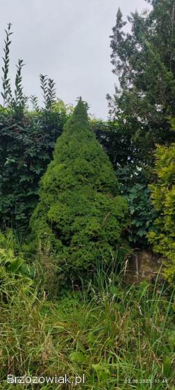 Świerk Konica 2 metry