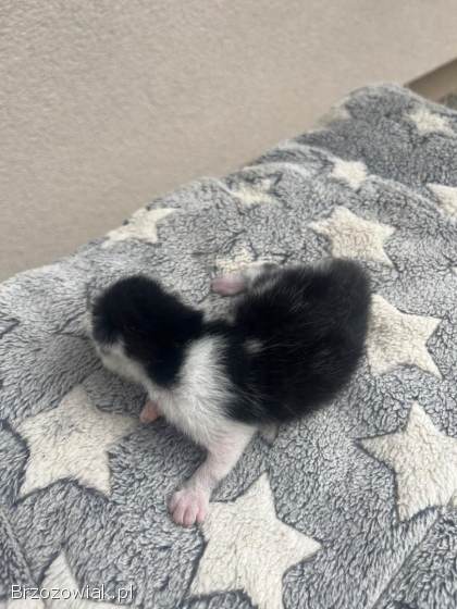 Oddam 2 małe kotki