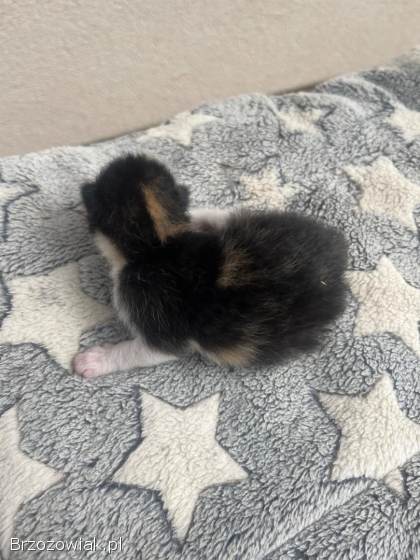 Oddam 2 małe kotki