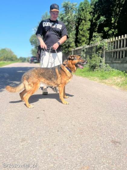 Lizak -  wychowany,  przyjazny psiak szuka domu!