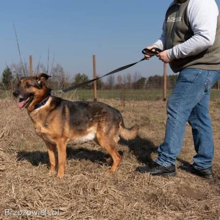 Lizak -  wychowany,  przyjazny psiak szuka domu!