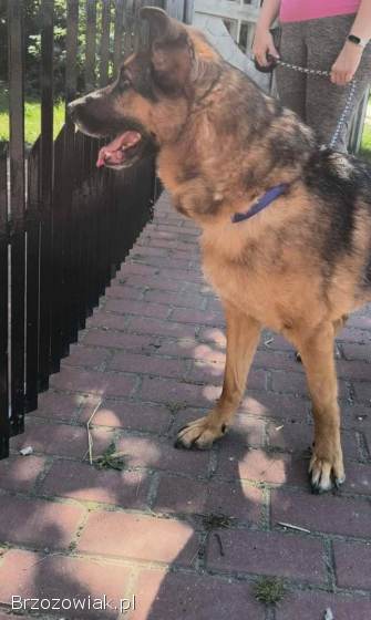 Lizak -  wychowany,  przyjazny psiak szuka domu!