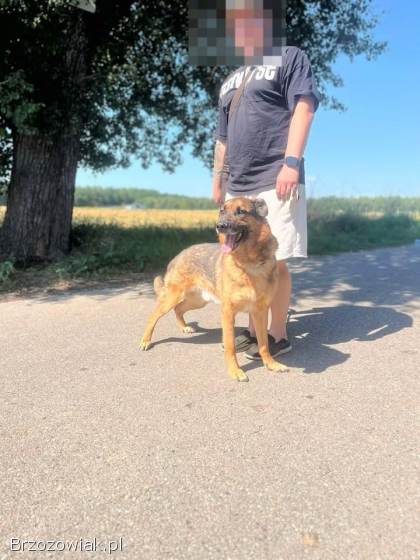 Lizak -  wychowany,  przyjazny psiak szuka domu!