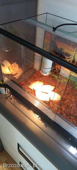 Kompletne terarrium dla żółwia