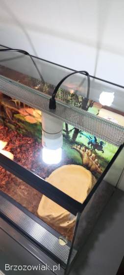 Kompletne terarrium dla żółwia