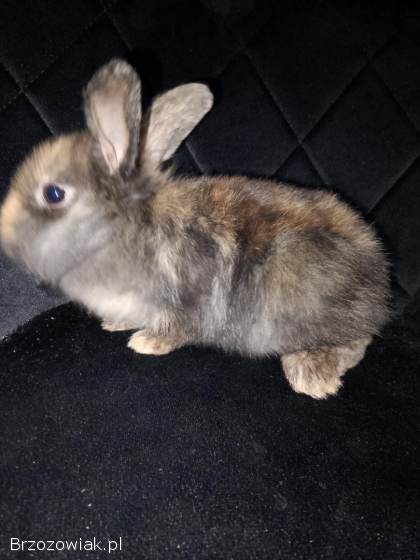Sprzedam królik Teddy