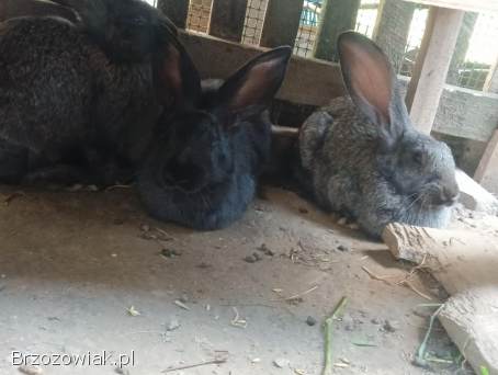 Króliki mieszance