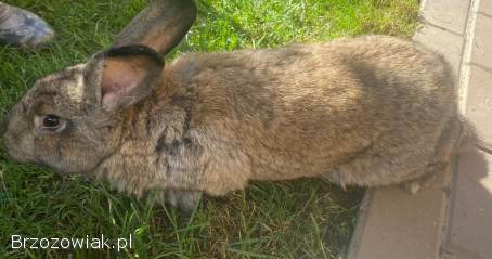 Sprzedam królika samiec