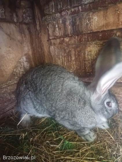 Samica królik belgijski