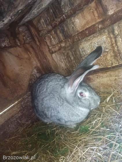 Samica królik belgijski