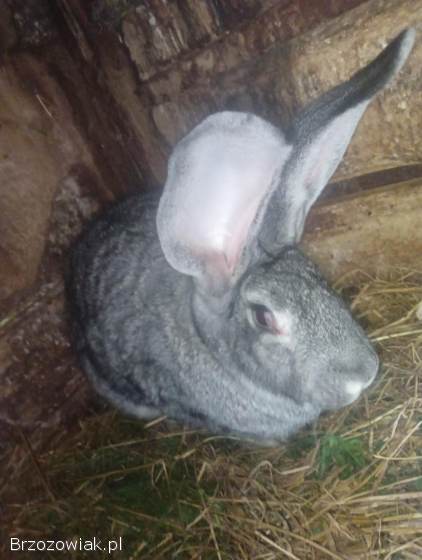 Samica królik belgijski