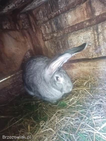 Samica królik belgijski