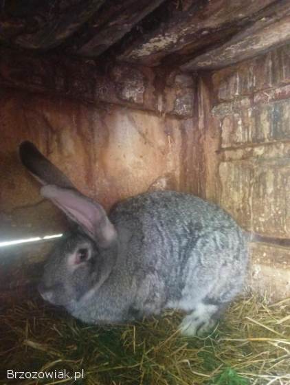 Samica królik belgijski