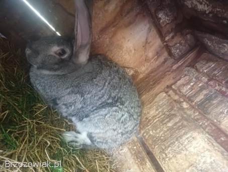 Samica królik belgijski