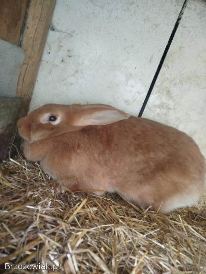 Królik samica.
