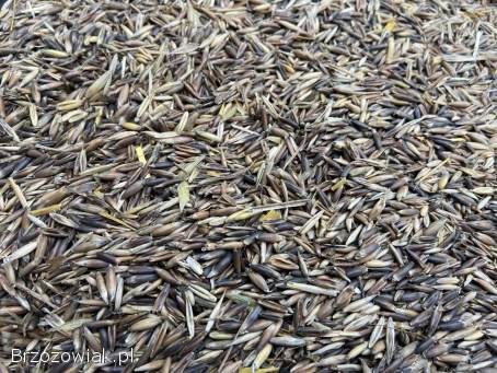 Pszenica owies czarny