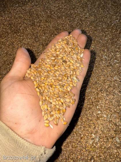 Pszenica ozima 2025