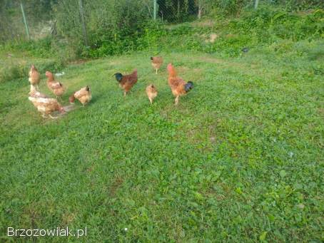 Młode koguty rasy Rossa